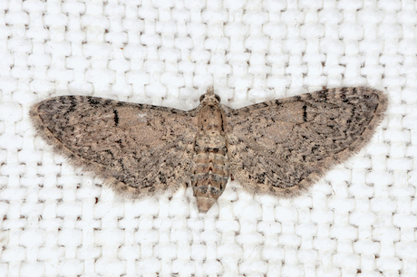 Eupithecia ultimaria ?